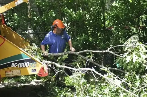 tree services Two Harbors